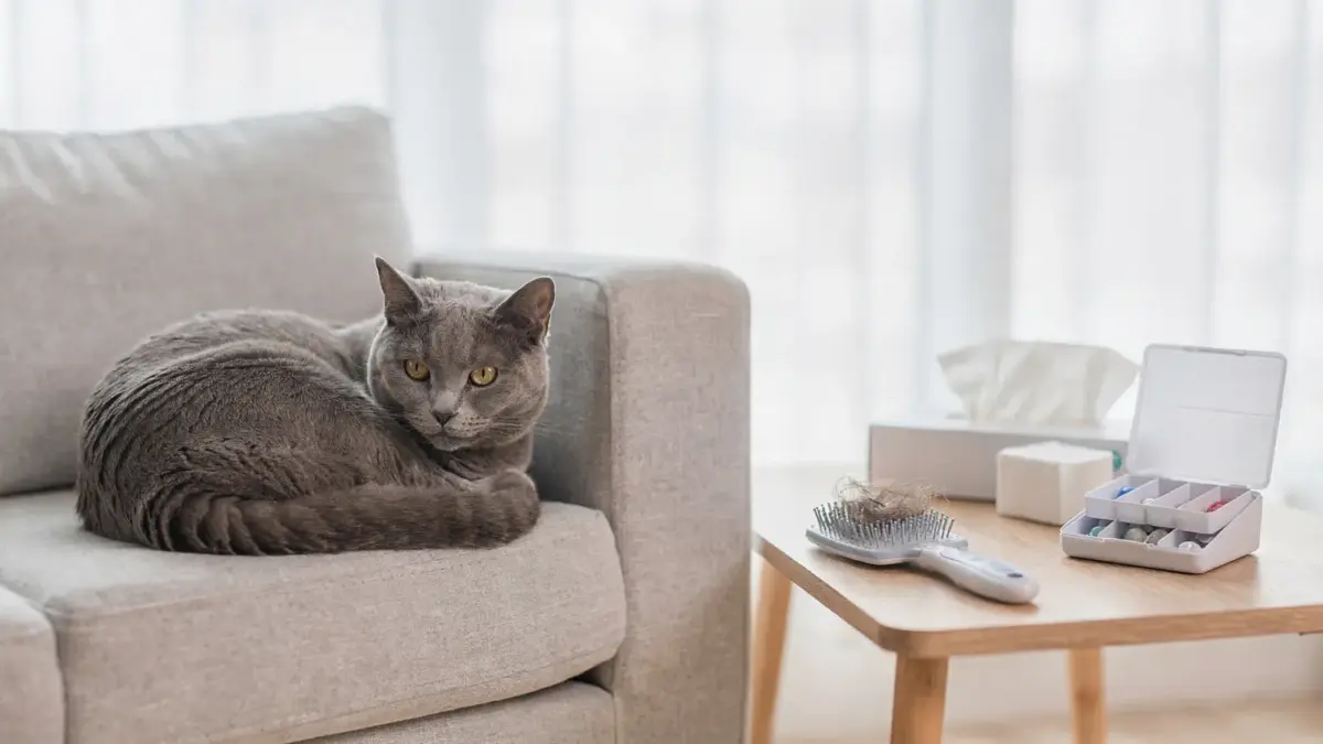Katze im hellen Wohnraum mit Bürste und Tüchern als Symbol für Allergien bei Katzen