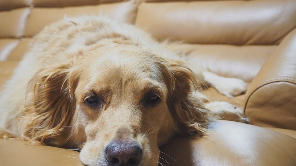 Magenprobleme beim Hund erkennen und behandeln