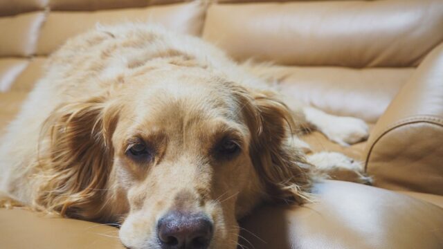Magenprobleme beim Hund erkennen und behandeln